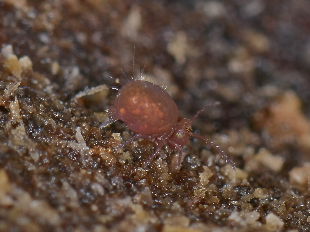 Calvatomina rufescens?
